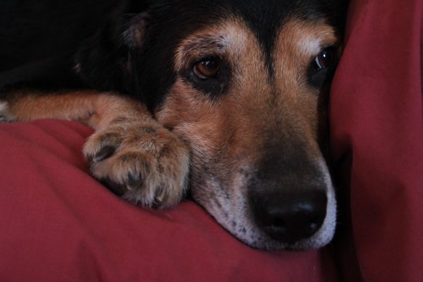 dog